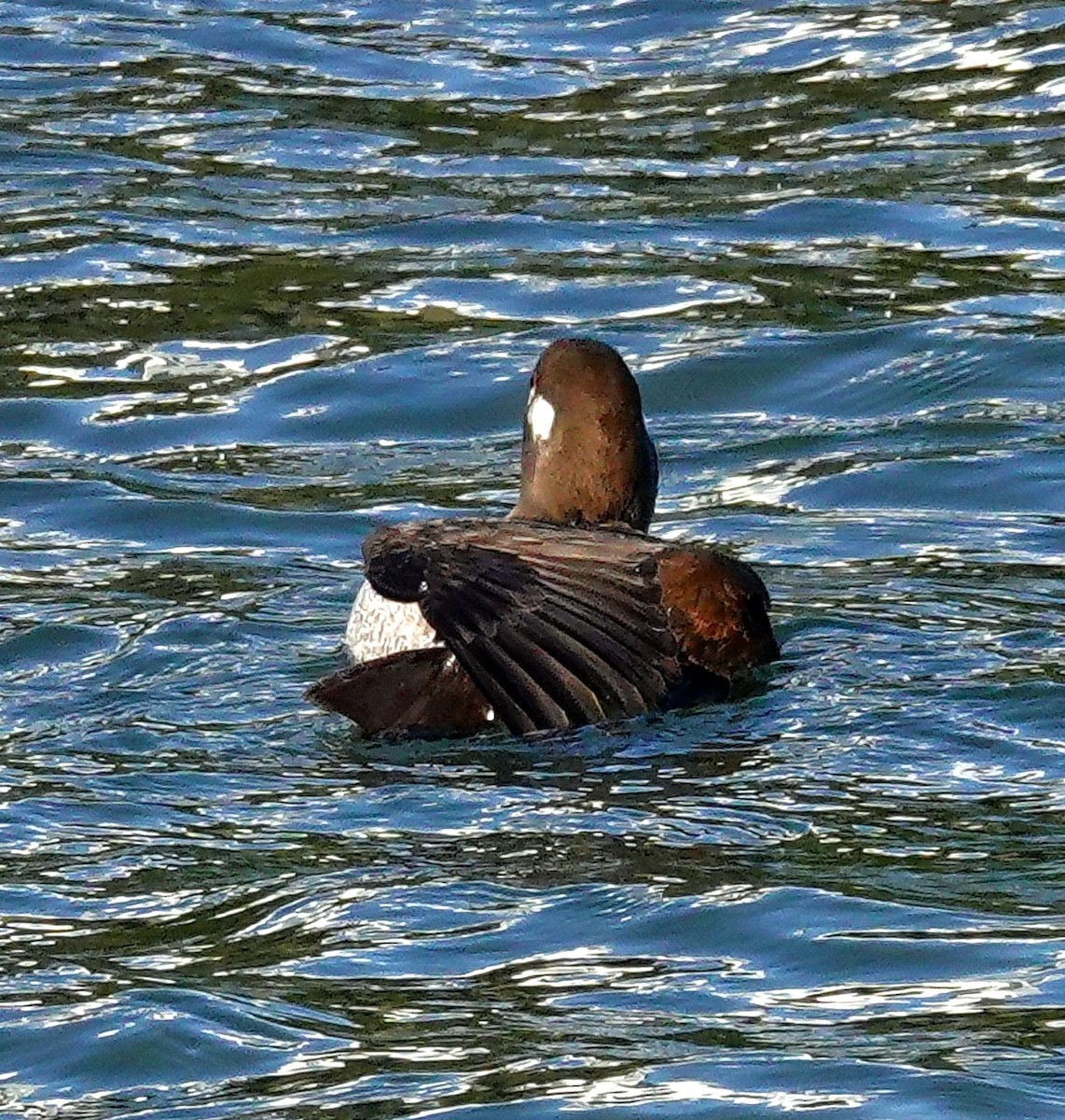 Harlequin Duck - ML525741691