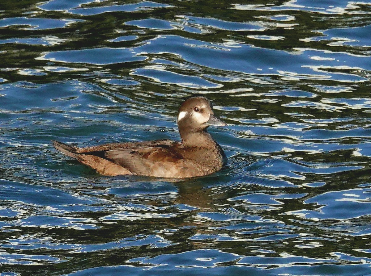 Harlequin Duck - ML525741701