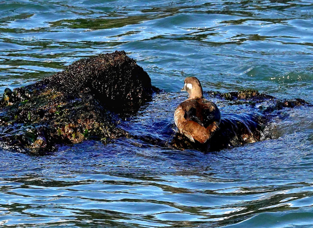 Harlequin Duck - ML525741721