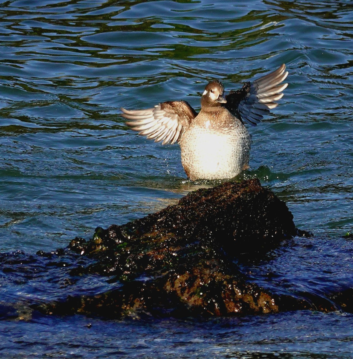 Harlequin Duck - ML525741741