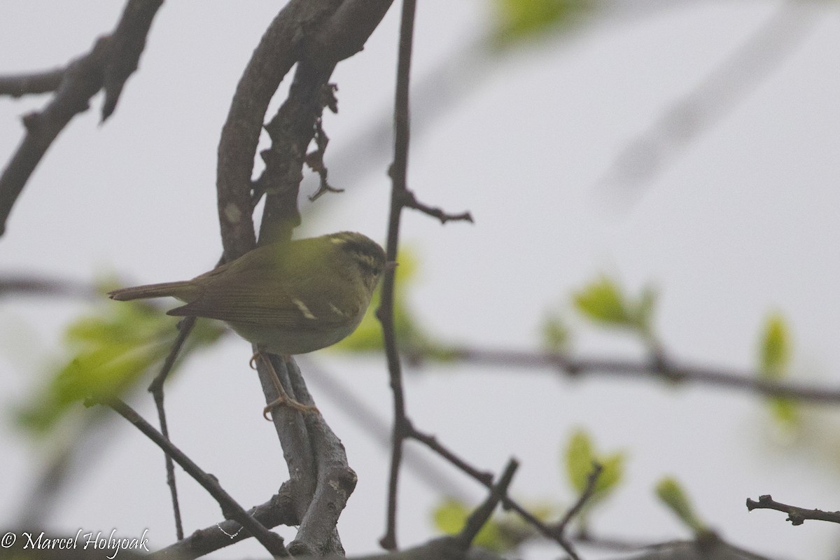 Emei Leaf Warbler - ML525743041