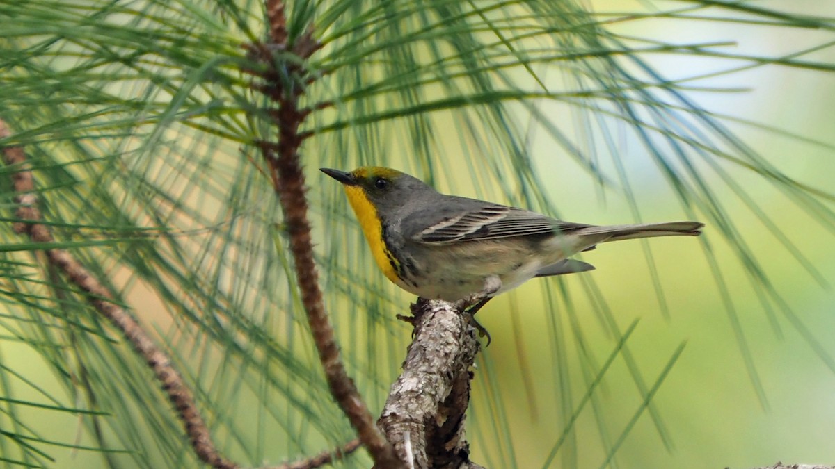 Olive-capped Warbler - Andrew McCormick