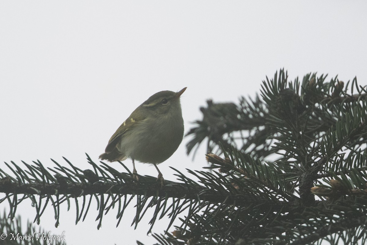 Emei Leaf Warbler - ML525743931