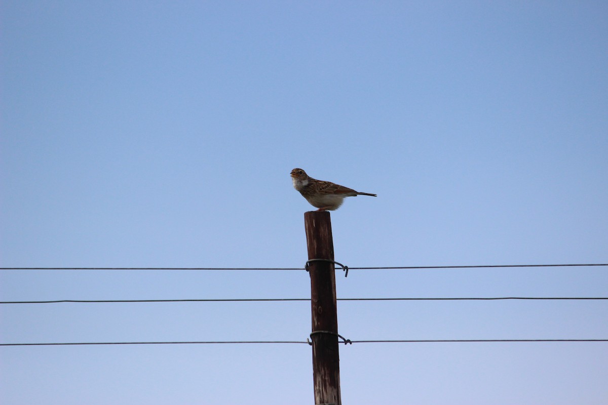 Monotonous Lark - David Hancock