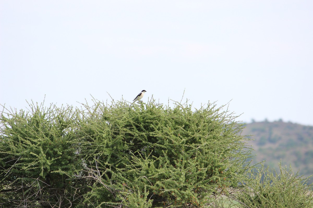 Lesser Gray Shrike - ML525744341