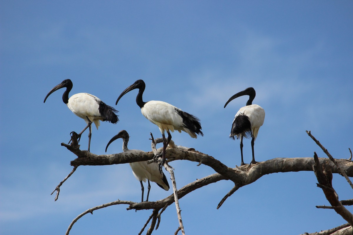 African Sacred Ibis - ML525744511