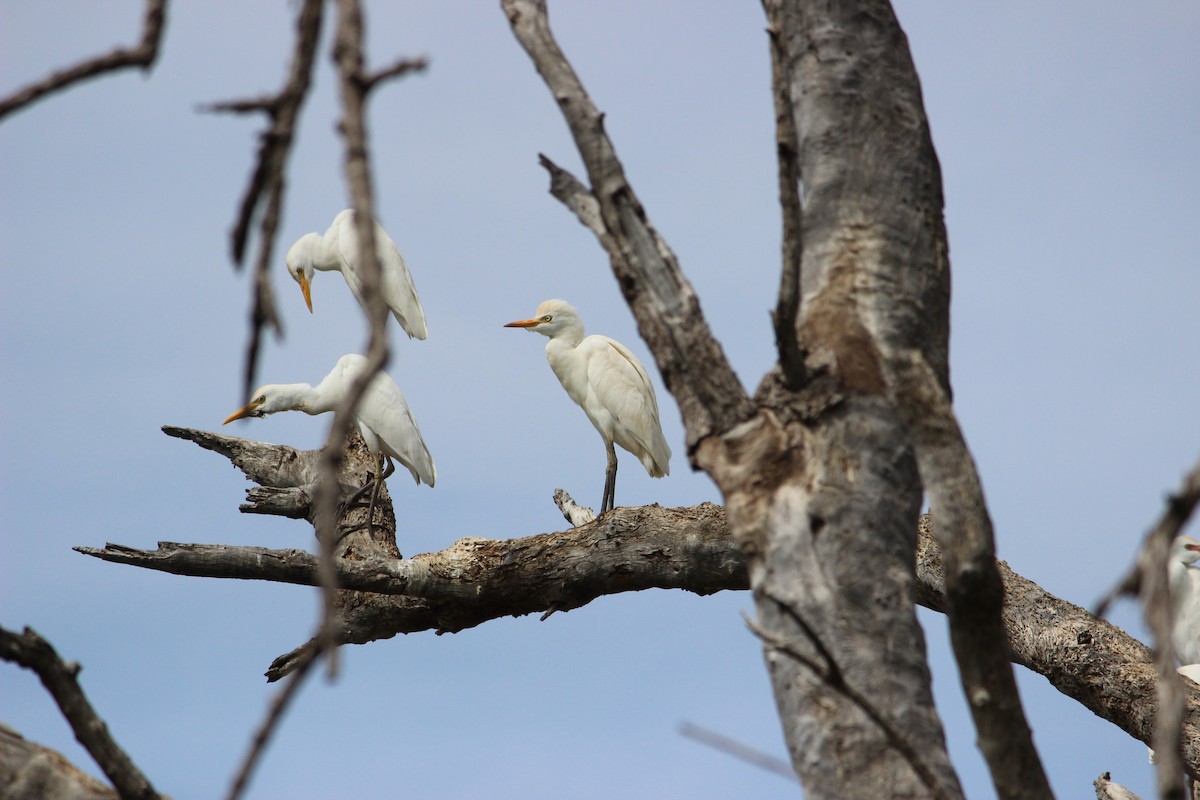 Египетская цапля (ibis) - ML525744541