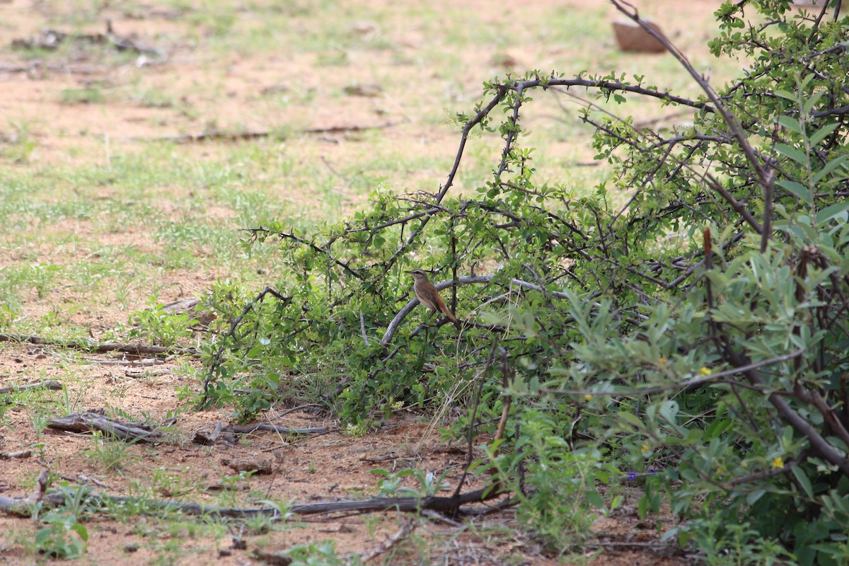 Kalahari Scrub-Robin - David Hancock