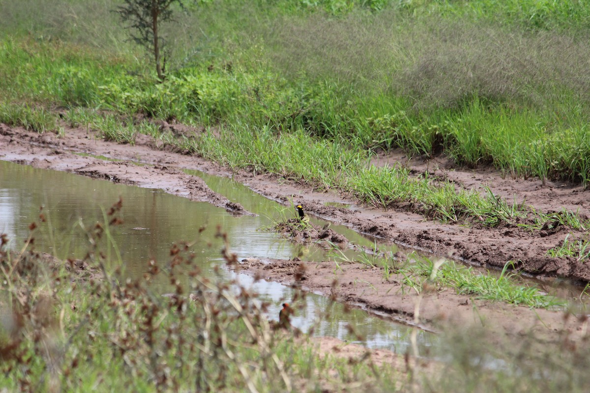 Yellow-crowned Bishop - ML525744681