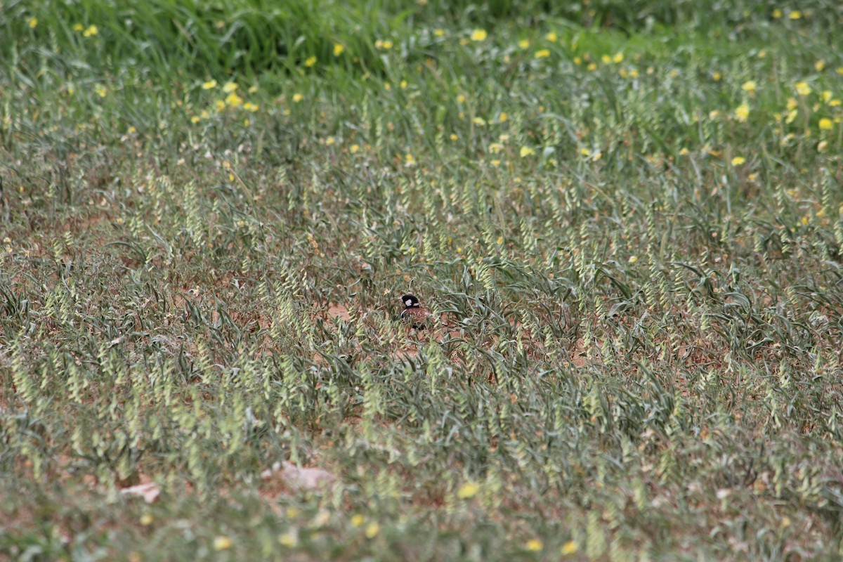 Chestnut-backed Sparrow-Lark - ML525745091