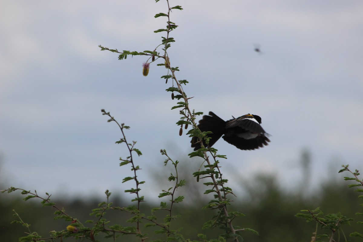 White-winged Widowbird - David Hancock