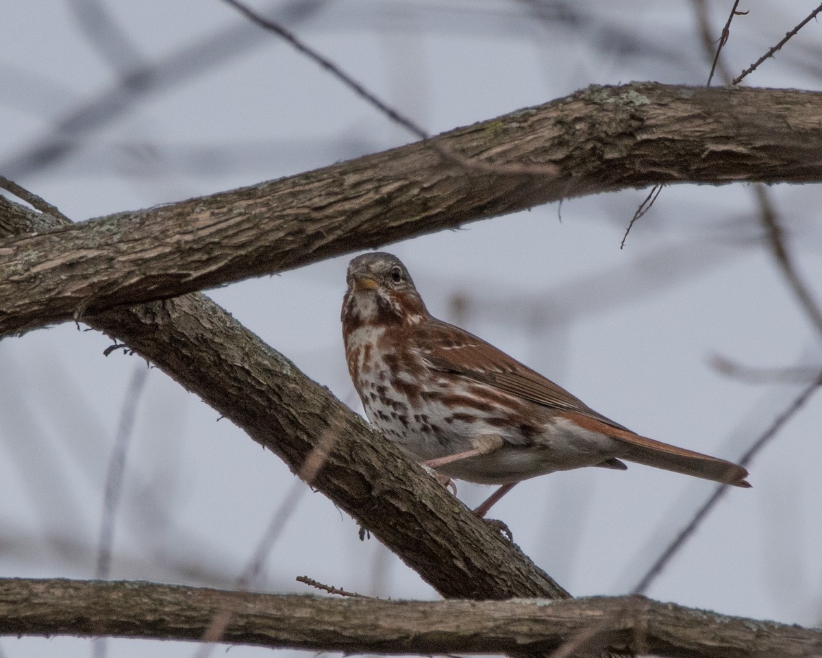 Fox Sparrow - Sheila and Ed Bremer