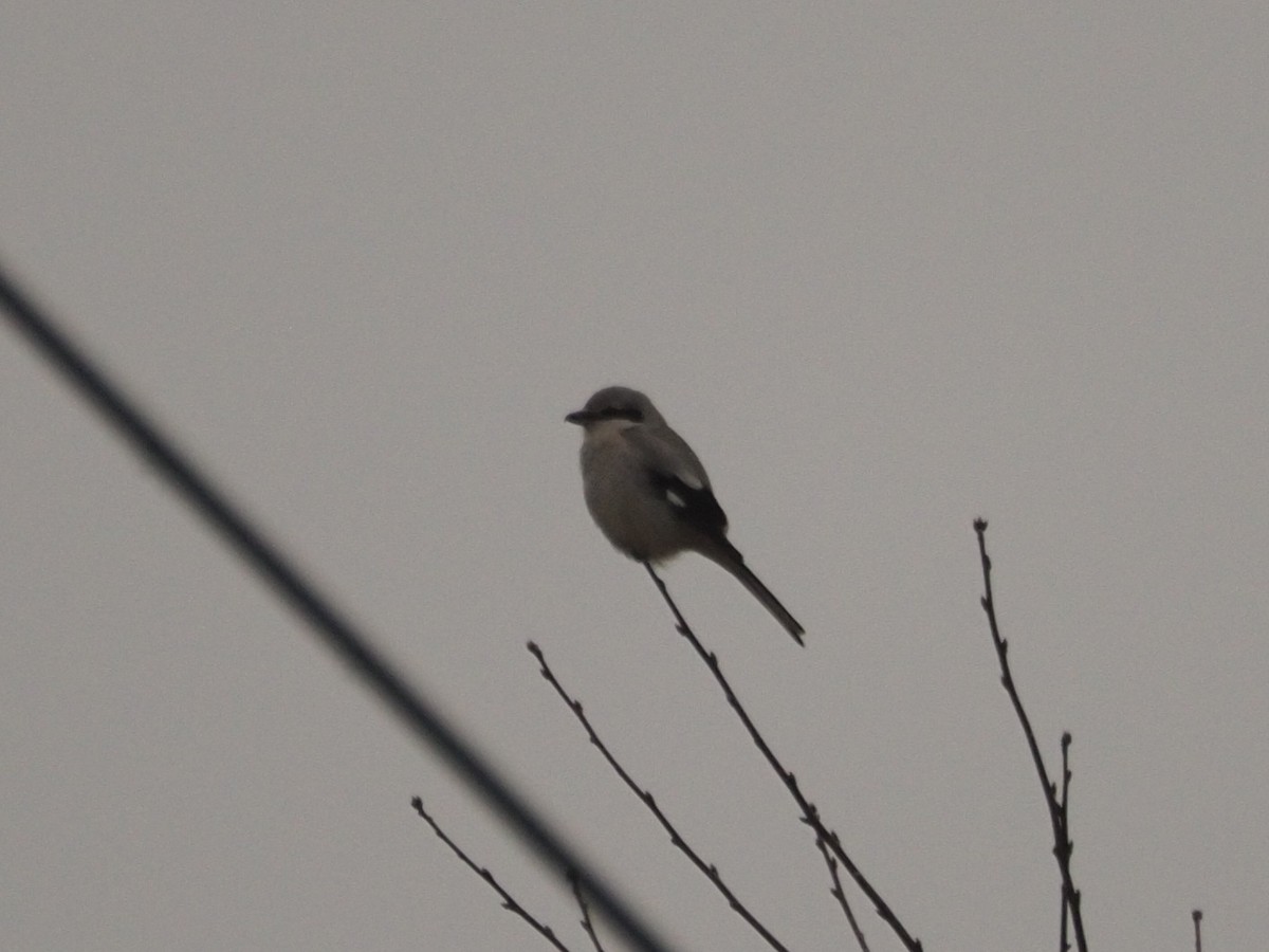 Northern Shrike - ML525745851