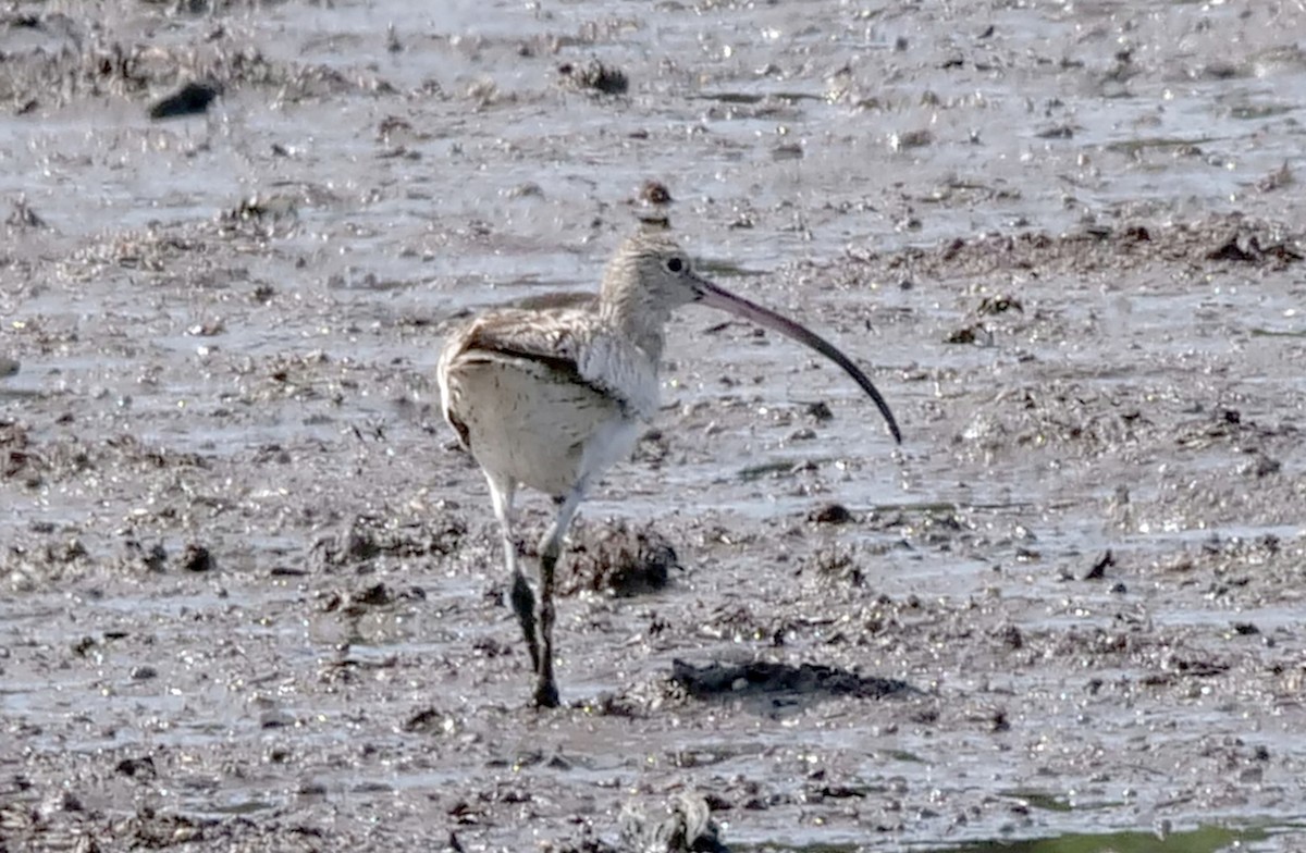 Eurasian Curlew - ML525748371