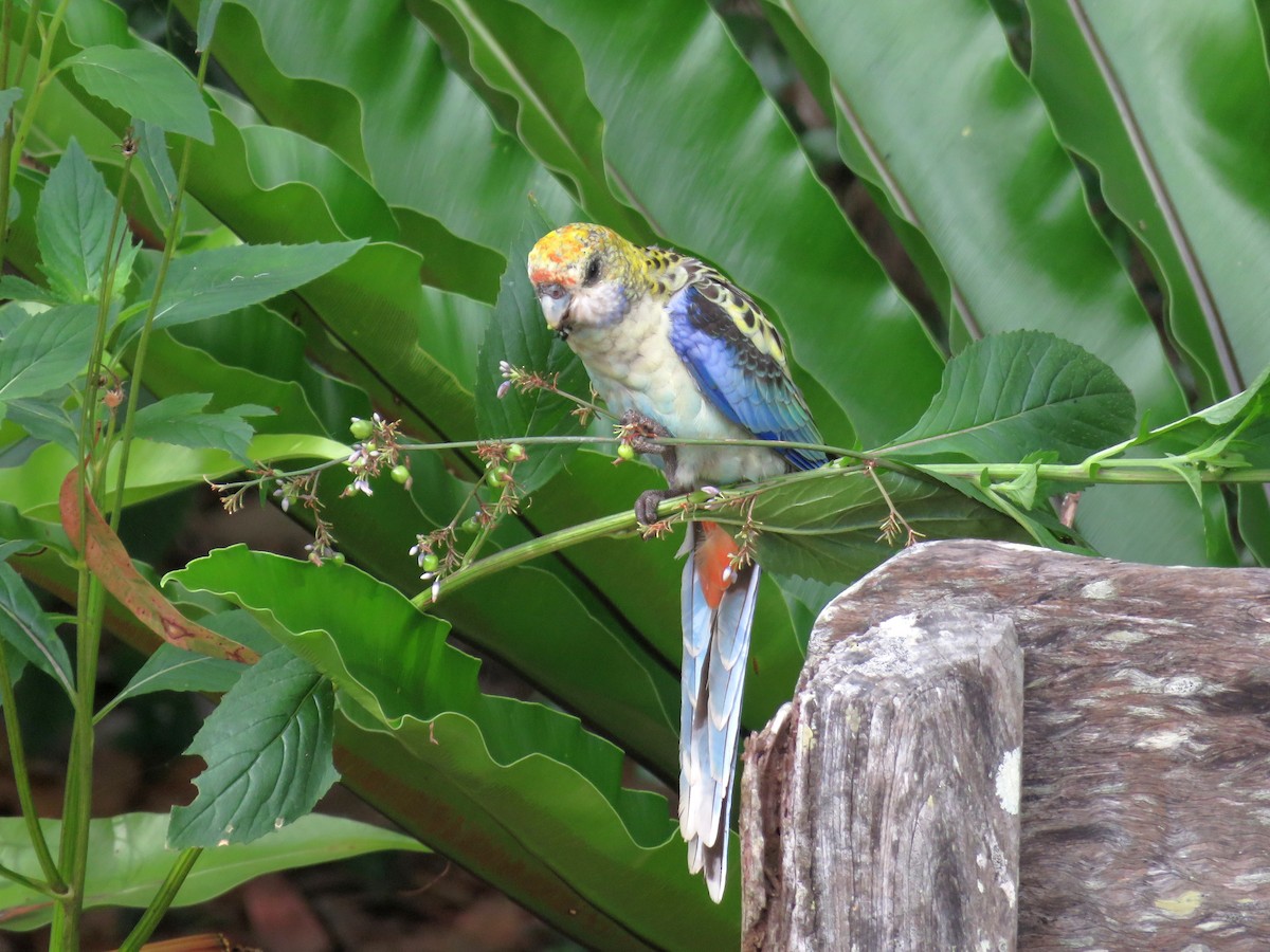 ホオアオサメクサインコ - ML525748961