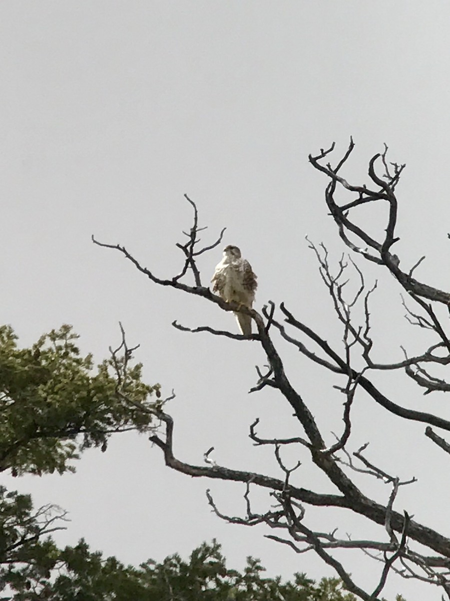 Prairie Falcon - Kevin Manley