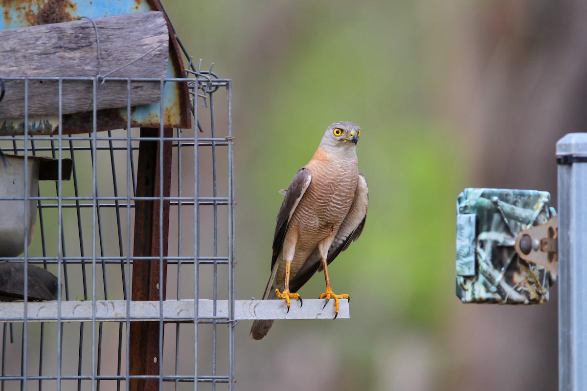 Brown Goshawk - Jesse Watson