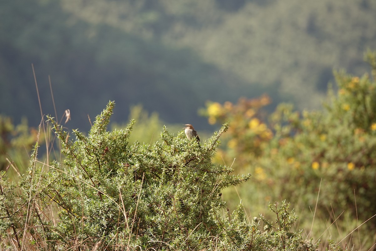 Aberdare Cisticola - ML525752821