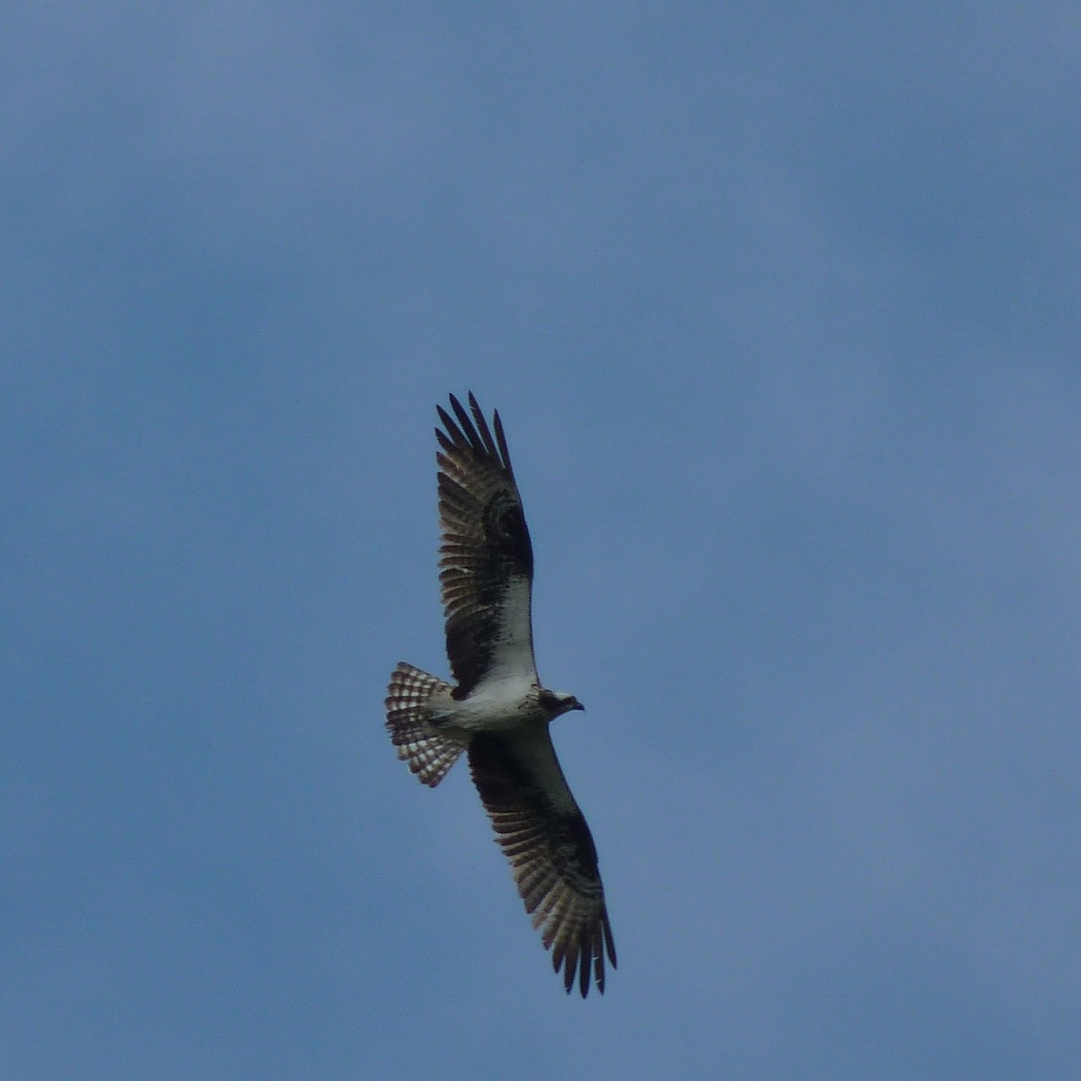 Balbuzard pêcheur - ML525754331