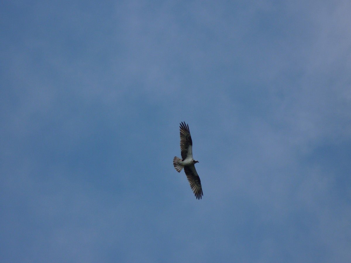 Osprey - ML525754341