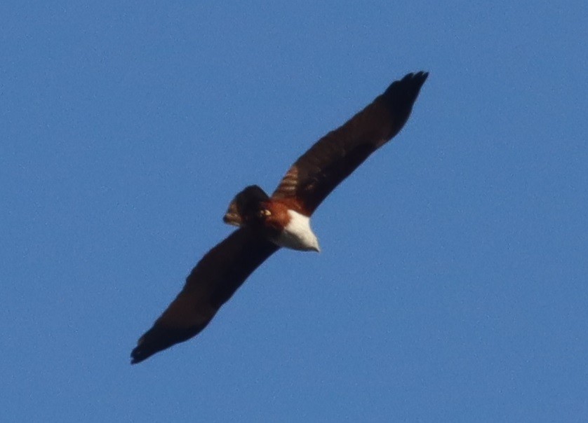 Brahminy Kite - ML525755651