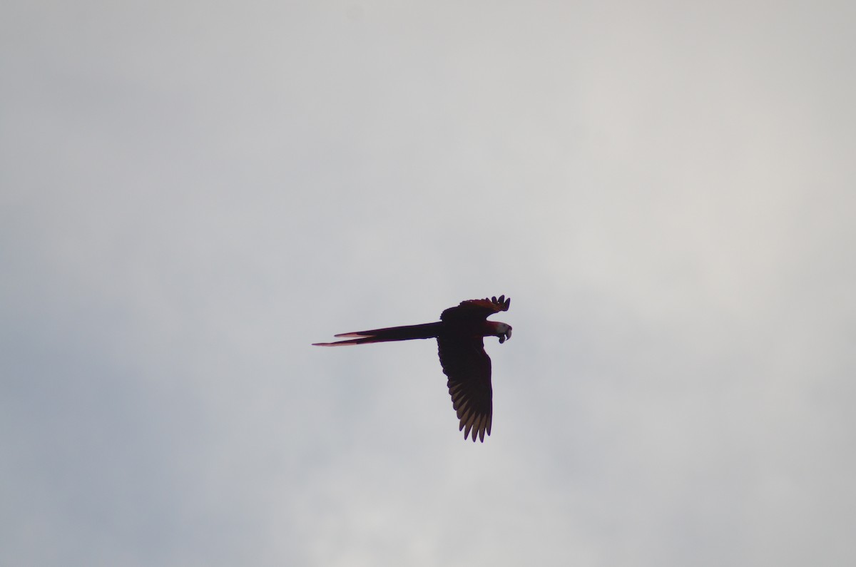 Scarlet Macaw - Tye Jeske