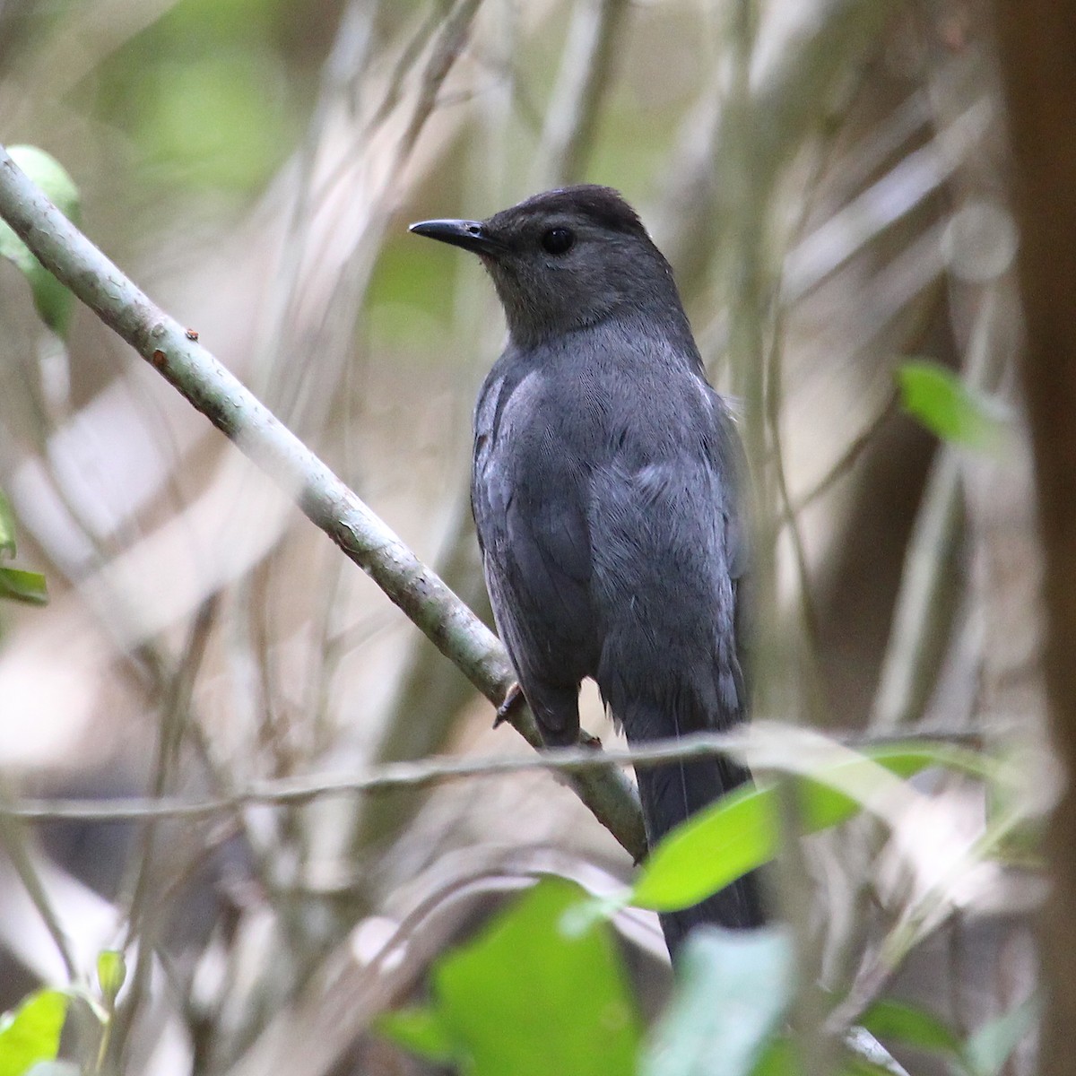 Gray Catbird - ML525757511