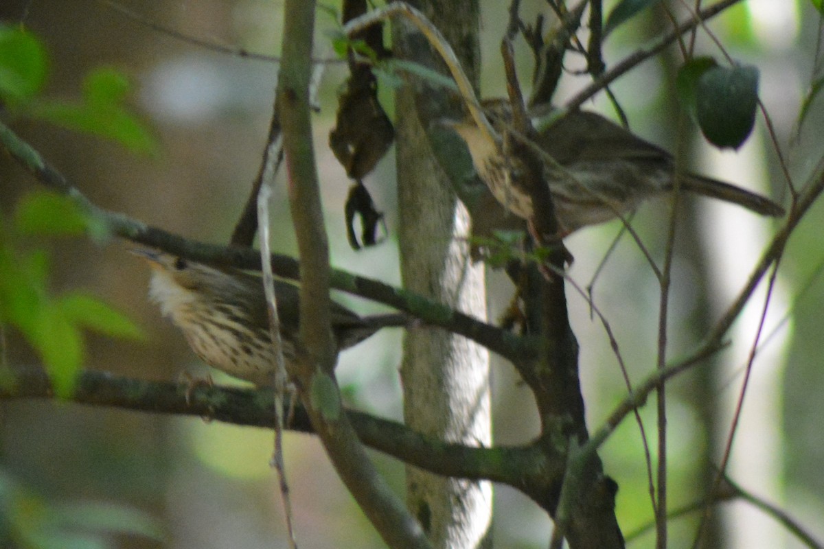 Puff-throated Babbler - AM AMSA