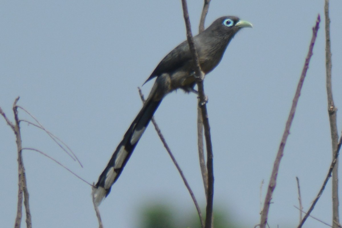 Blue-faced Malkoha - ML525758201