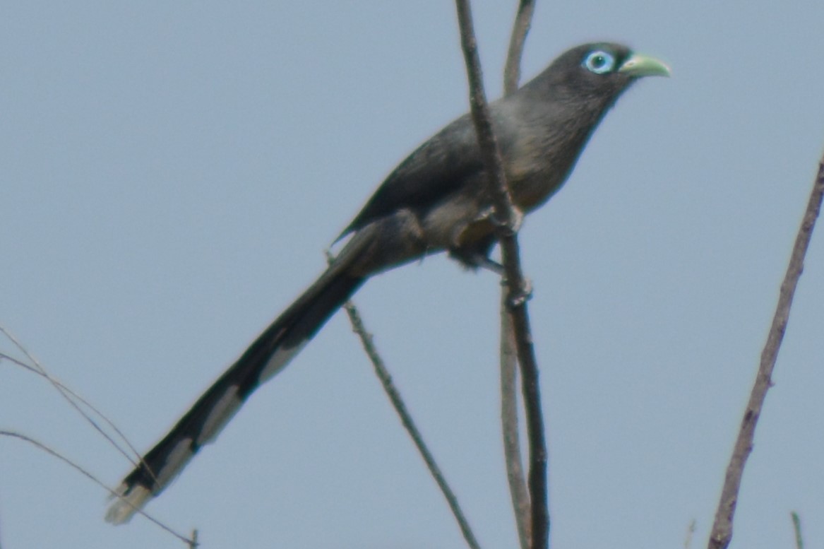 Blue-faced Malkoha - ML525758211