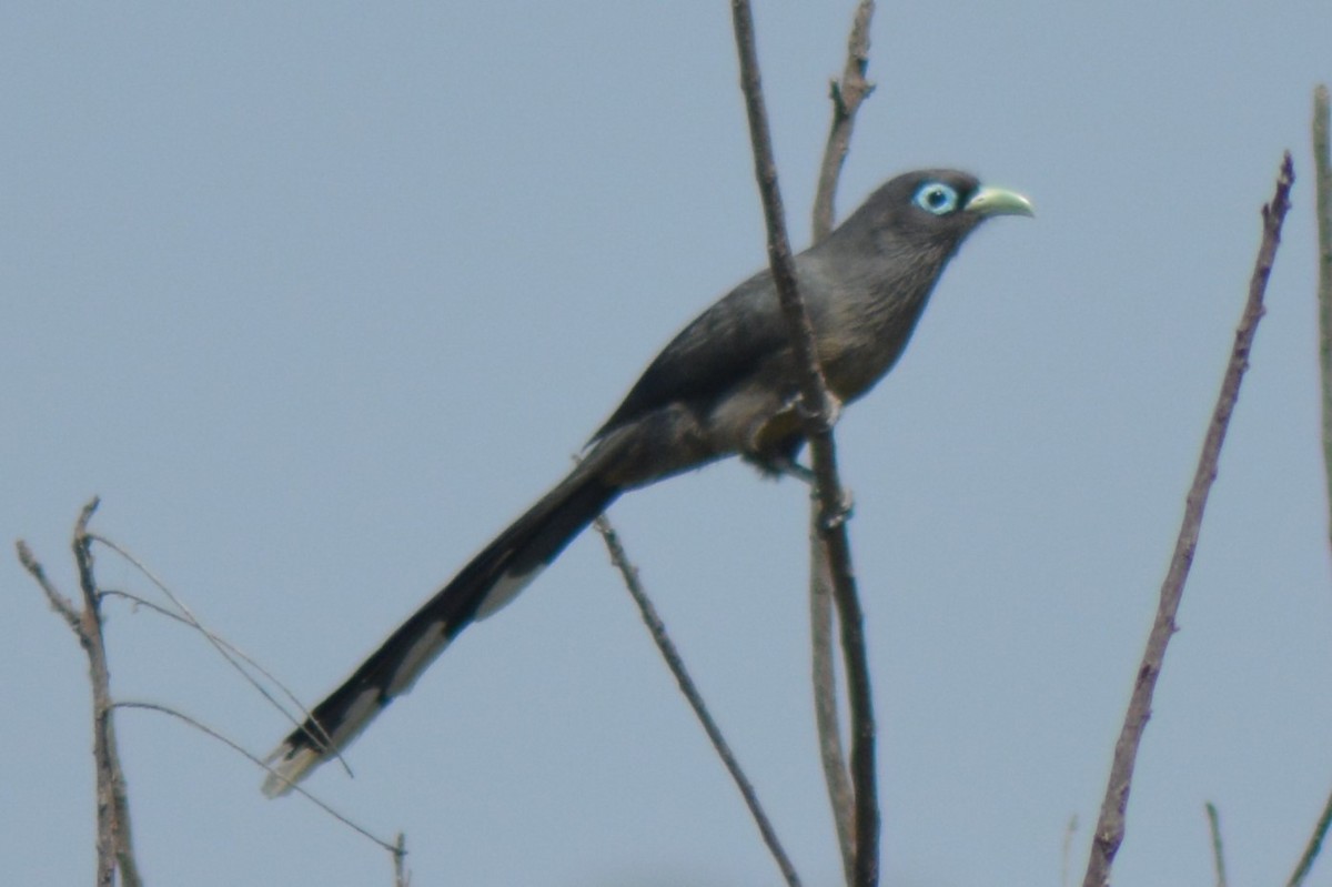 Blue-faced Malkoha - ML525758221