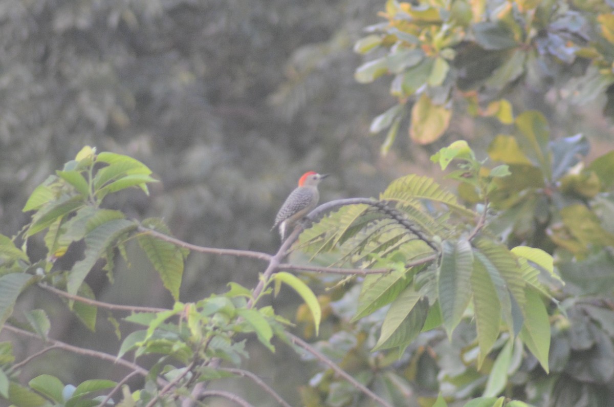 Red-crowned Woodpecker - Tye Jeske