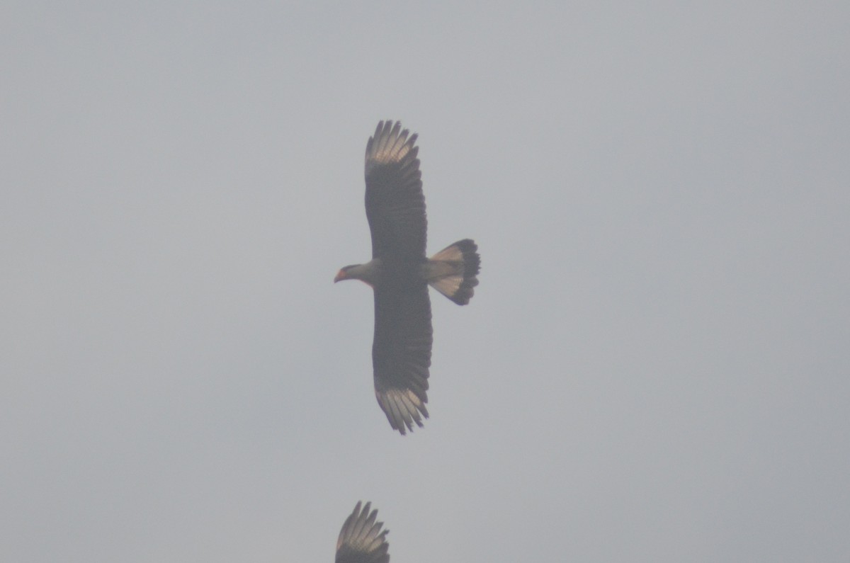 Crested Caracara - Tye Jeske