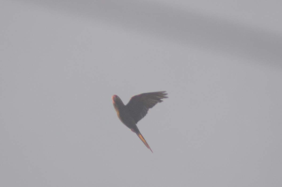 Crimson-fronted Parakeet - Tye Jeske