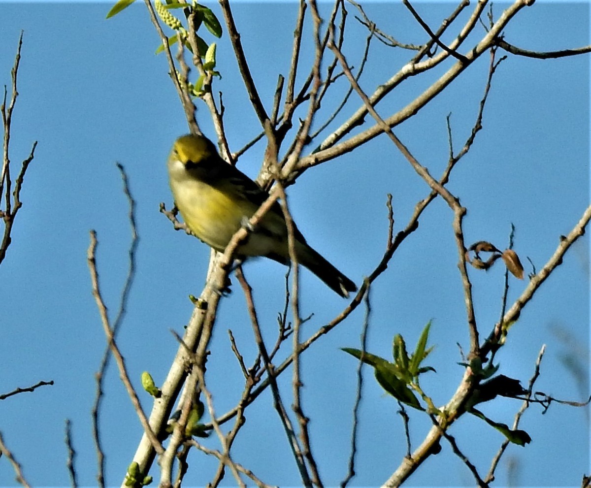 White-eyed Vireo - ML525761541