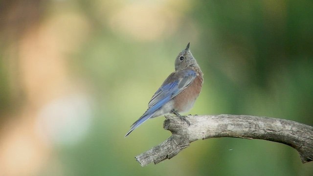 Western Bluebird - ML525762961