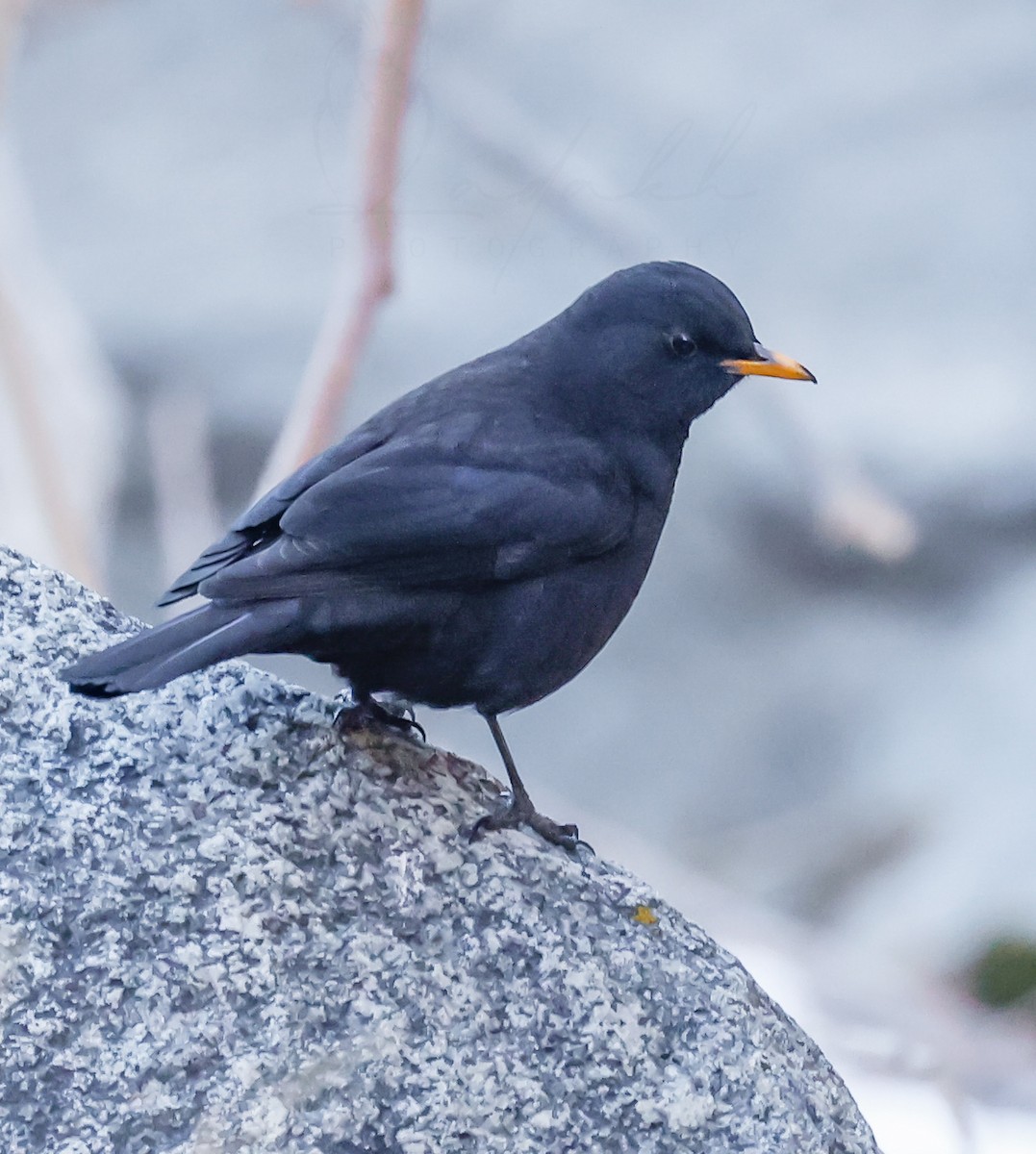 Tibetan Blackbird - ML525763741