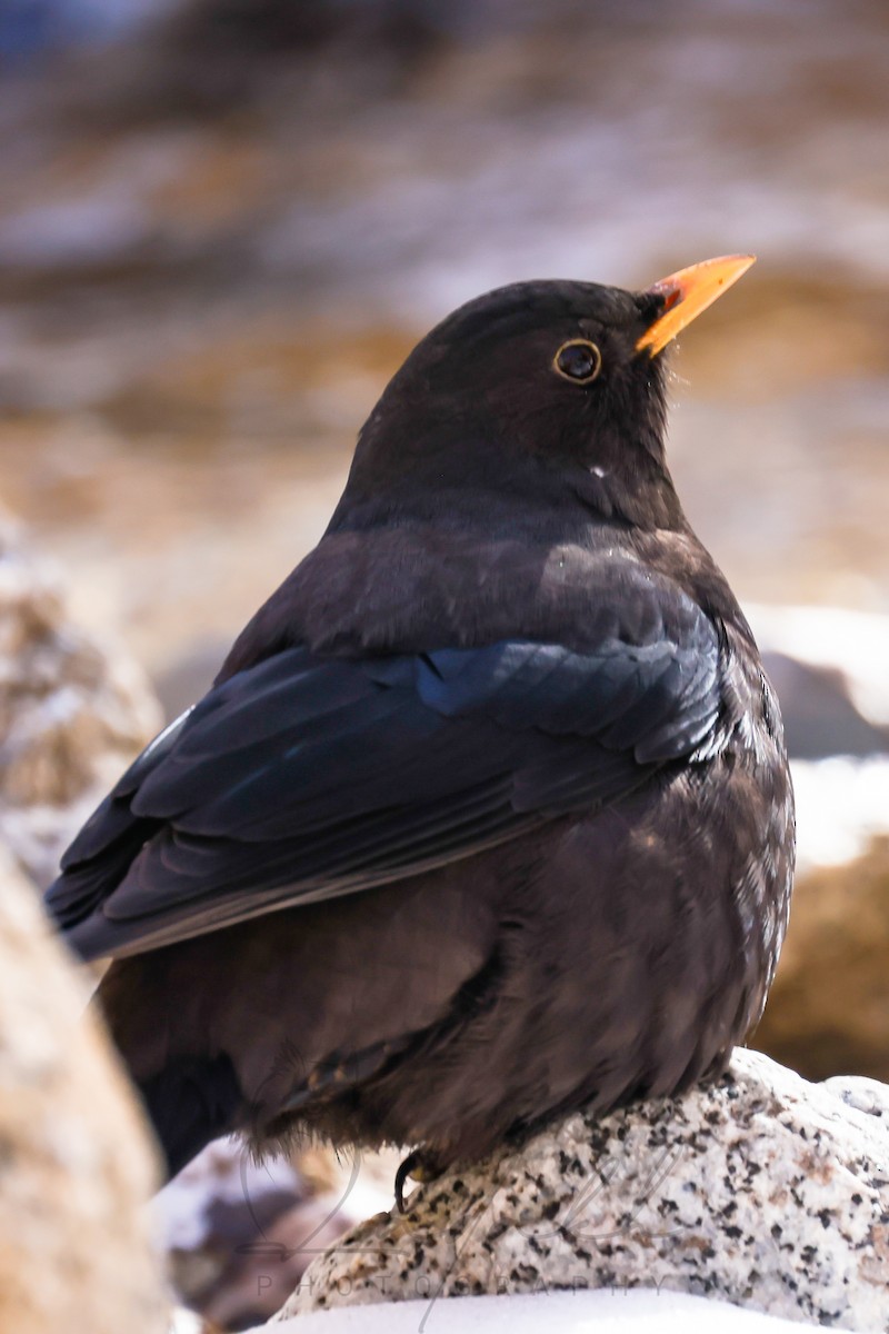 Tibetan Blackbird - ML525763751