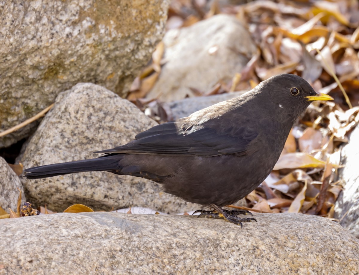 Tibetan Blackbird - Gurmet Stanba