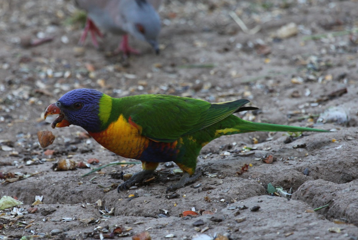 Rainbow Lorikeet - ML525763931