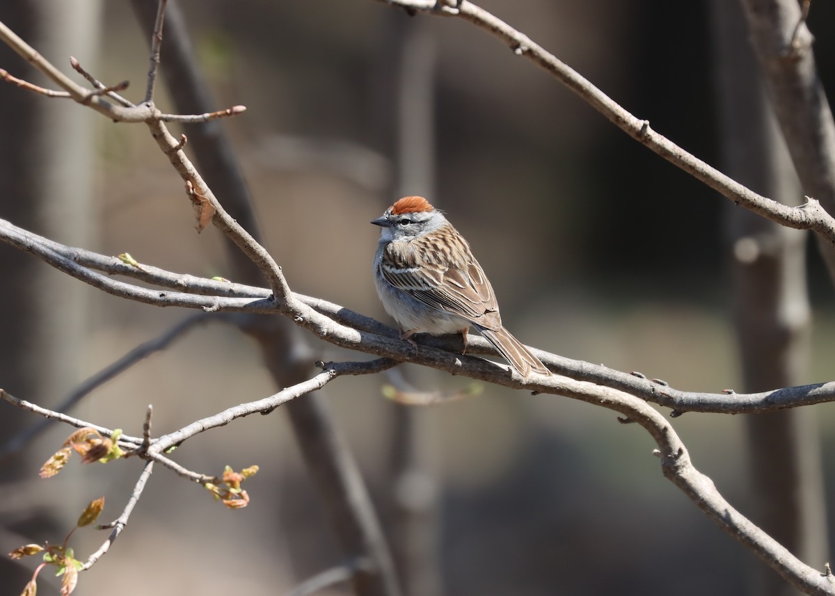 Chipping Sparrow - ML525764061