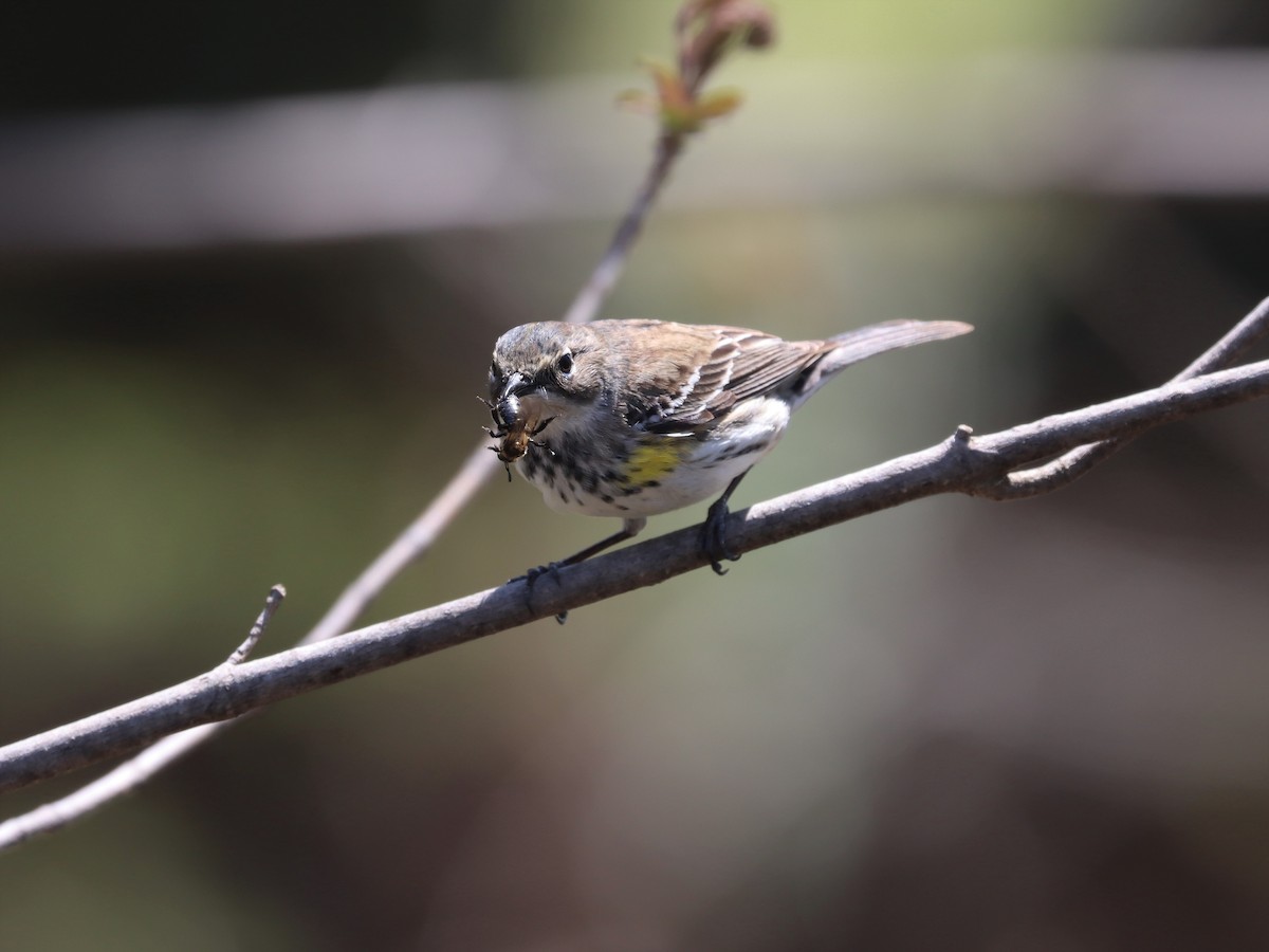 lesňáček žlutoskvrnný (ssp. coronata) - ML525764191