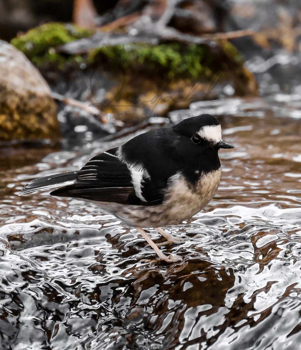 Little Forktail - ML525764251