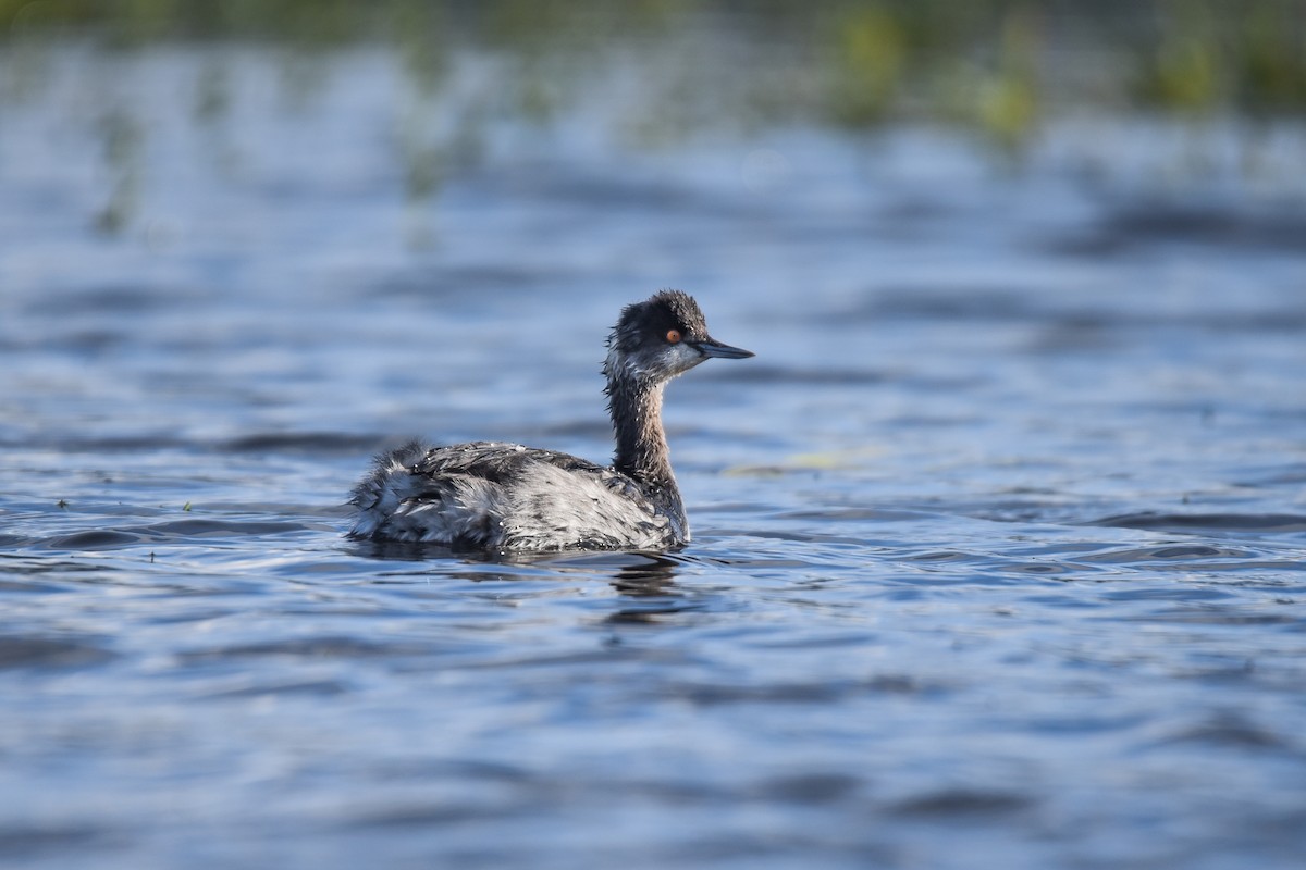 Eared Grebe - Cedrik von Briel