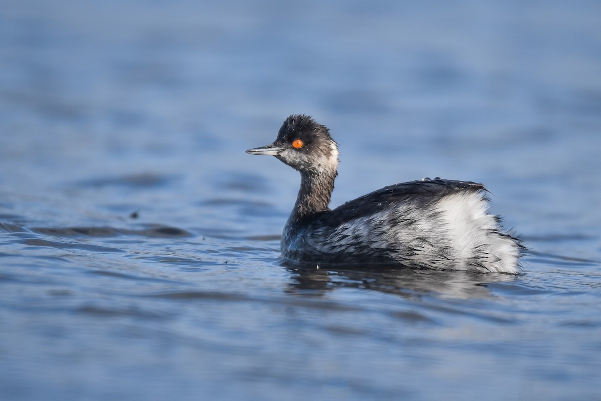 Eared Grebe - Cedrik von Briel