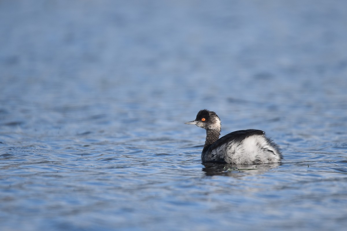 Eared Grebe - Cedrik von Briel