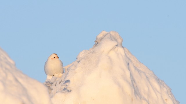 Beringschneeammer - ML525765