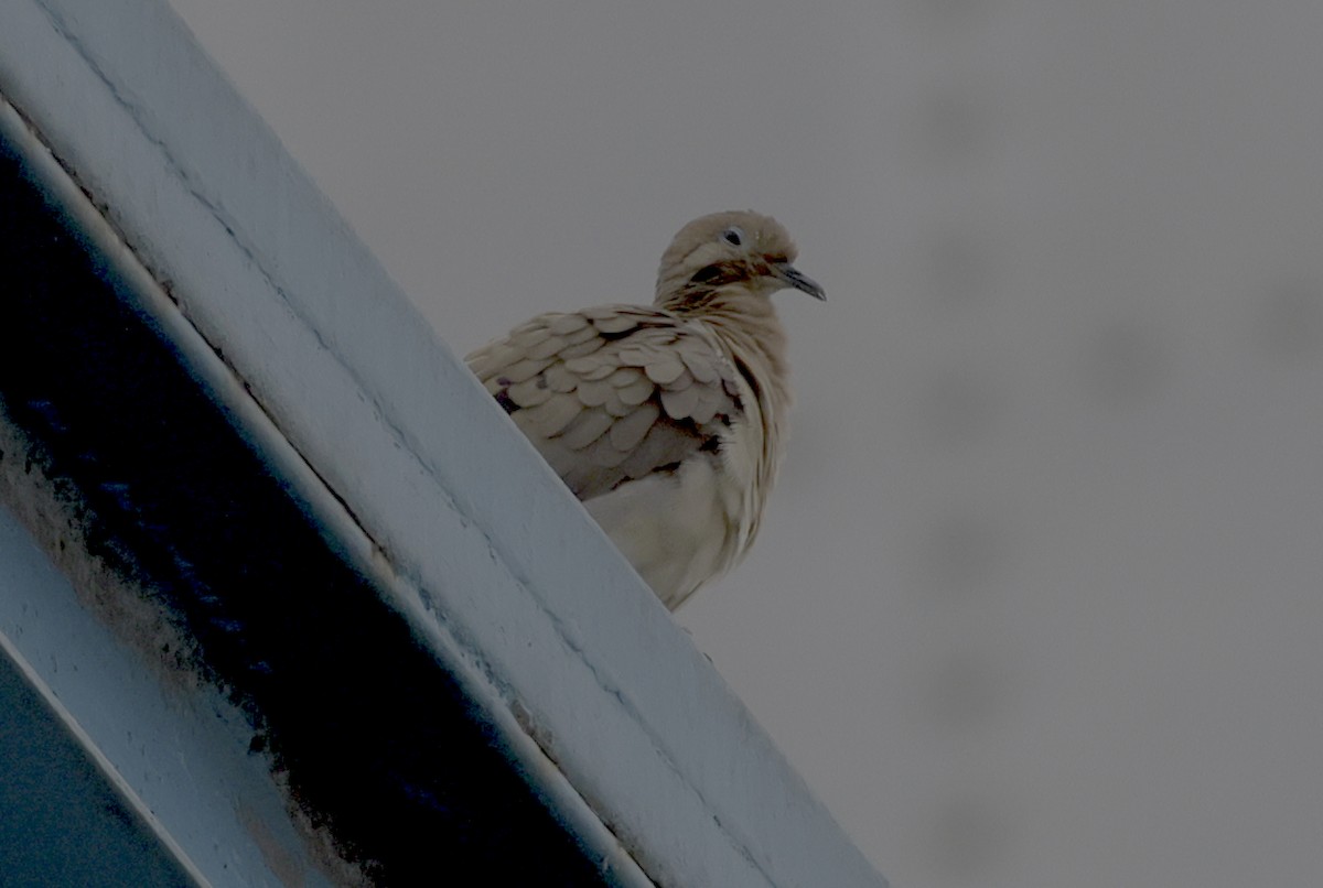 White-tipped Dove - Ron Hess