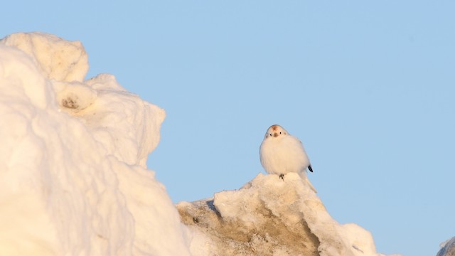 Beringschneeammer - ML525766