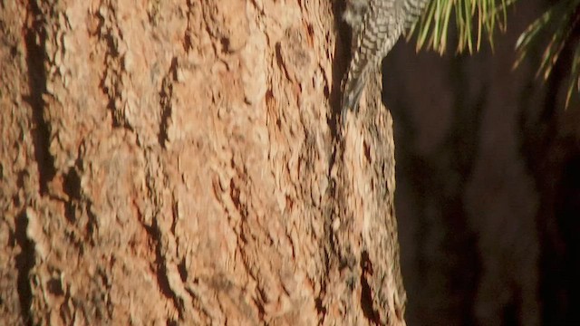 Williamson's Sapsucker - ML525766221